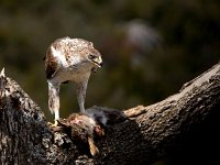 Aquila fasciata 36, Havikarend, Saxifraga-Bart Vastenhouw