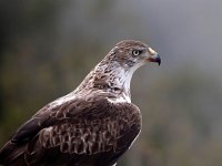 Aquila fasciata 44, Havikarend, Saxifraga-Bart Vastenhouw