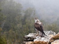 Aquila fasciata 45, Havikarend, Saxifraga-Bart Vastenhouw