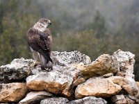 Aquila fasciata 6, Havikarend, Saxifraga-Bart Vastenhouw