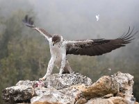 Aquila fasciata 7, Havikarend, Saxifraga-Bart Vastenhouw