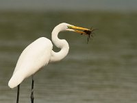 Ardea alba 10, Grote zilverreiger, Saxifraga-Mark Zekhuis