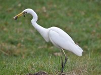 Ardea alba 101, Grote zilverreiger, Saxifraga-Luuk Vermeer