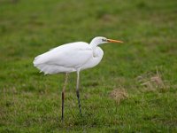 Ardea alba 102, Grote zilverreiger, Saxifraga-Luuk Vermeer