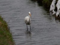 Ardea alba 104, Grote zilverreiger, Saxifraga-Luuk Vermeer