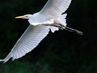 Ardea alba 107, Grote zilverreiger, Saxifraga-Luuk Vermeer