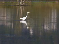 Ardea alba 114, Grote zilverreiger Saxifraga-Jan Nijendijk