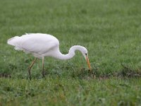 Ardea alba 115, Grote zilverreiger, Saxifraga-Luuk Vermeer