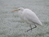 Ardea alba 118, Grote zilverreiger, Saxifraga-Luuk Vermeer