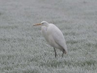 Ardea alba 119, Grote zilverreiger, Saxifraga-Luuk Vermeer