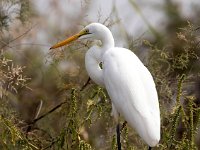 Ardea alba 12, Grote zilverreiger, Saxifraga-Bart Vastenhouw