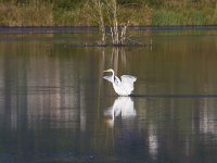 Ardea alba 121, Grote zilverreiger, Saxifraga-Jan Nijendijk