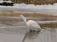 Ardea alba 122, Grote zilverreiger, Saxifraga-Luuk Vermeer