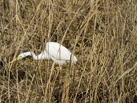 Ardea alba 123, Grote zilverreiger, Saxifraga-Jan Nijendijk