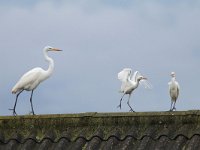 Ardea alba 128, Grote zilverreiger, Saxifraga-Mark Zekhuis