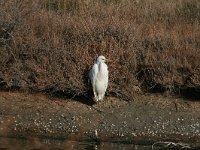 Ardea alba 13, Grote zilverreiger, Saxifraga-Dirk Hilbers