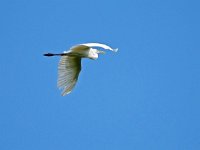 Ardea alba 130, Grote zilverreiger, Saxifraga-Hans Dekker