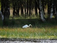 Ardea alba 136, Grote zilverreiger, Saxifraga-Hans Dekker