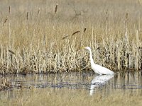 Ardea alba 139, Grote zilverreiger, Saxifraga-Tom Heijnen