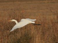 Ardea alba 14, Grote zilverreiger, Saxifraga-Dirk Hilbers