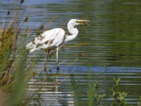 Ardea alba 145, Grote zilverreiger, Saxifraga-Tom Heijnen