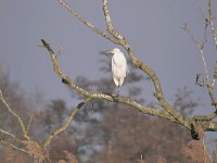 Ardea alba 146, Grote zilverreiger, Saxifraga-Tom Heijnen