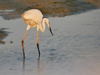 Ardea alba 148, Grote zilverreiger, Saxifraga-Tom Heijnen