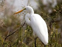 Ardea alba 15, Grote zilverreiger, Saxifraga-Bart Vastenhouw