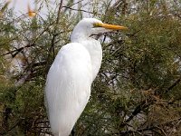 Ardea alba 16, Grote zilverreiger, Saxifraga-Bart Vastenhouw