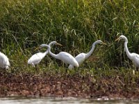 Ardea alba 17, Grote zilverreiger, Saxifraga-Bart Vastenhouw