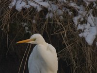 Grote Zilverreiger  Zilverreiger in sloot : Casmerodius albus