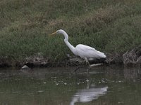 Ardea alba 2, Grote zilverreiger, Saxifraga-Luc Hoogenstein