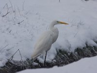 Grote Zilverreiger  Grote zilverreiger : Vanellus vanellus