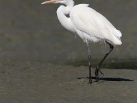 Ardea alba 21, Grote zilverreiger, Saxifraga-Mark Zekhuis