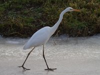 Ardea alba 24, Grote zilverreiger, Saxifraga-Jan Nijendijk