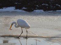 Ardea alba 27, Grote zilverreiger, Saxifraga-Jan Nijendijk