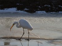 Ardea alba 28, Grote zilverreiger, Saxifraga-Jan Nijendijk