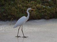 Ardea alba 29, Grote zilverreiger, Saxifraga-Jan Nijendijk