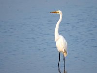 Ardea alba 30, Grote zilverreiger, Saxifraga-Bart Vastenhouw