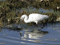 Ardea alba 31, Grote zilverreiger, Saxifraga-Piet Munsterman