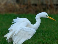 Ardea alba 32, Grote zilverreiger, Saxifraga-Piet Munsterman