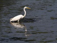 Ardea alba 36, Grote zilverreiger, Saxifraga-Martin Mollet