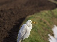 Ardea alba 37, Grote zilverreiger, Saxifraga-Martin Mollet