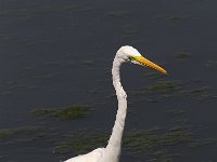 Ardea alba 39, Grote zilverreiger, Saxifraga-Martin Mollet