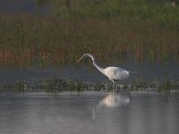 Ardea alba 4, Grote zilverreiger, Saxifraga-Luc Hoogenstein