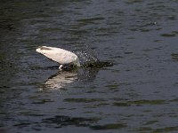 Ardea alba 40, Grote zilverreiger, Saxifraga-Martin Mollet