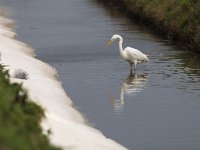 Ardea alba 41, Grote zilverreiger, Saxifraga-Martin Mollet