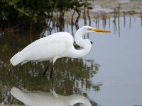 Ardea alba 42, Grote zilverreiger, Saxifraga-Bart Vastenhouw