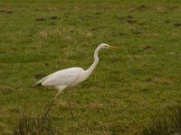 Ardea alba 45, Grote zilverreiger, Saxifraga-Jan Nijendijk