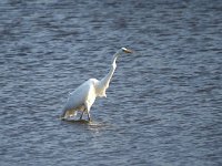 Ardea alba 49, Grote zilverreiger, Saxifraga-Hans Dekker